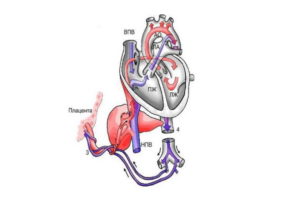 Когда у матери и плода появляется общий кровоток