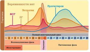 Прогестероновая фаза месячного цикла