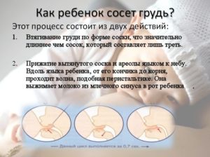 Сколько минут ребенок сосет грудь