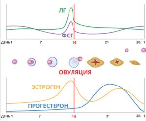 Разница лг и фсг