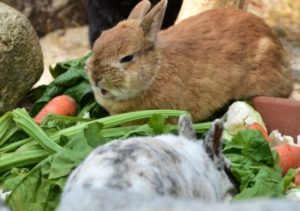 Можно ли кроликам давать ботву от кормовой свеклы