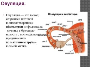 Признаки оплодотворения яйцеклетки симптомы