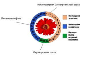 2 фазы менструационного цикла