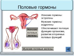 Женские и мужские гормоны в женском организме