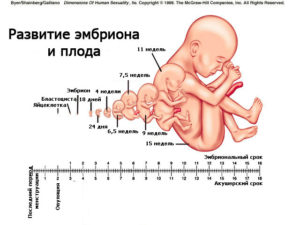 Эмбриональные и акушерские недели беременности