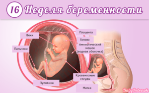 Беременность 15 16 недель