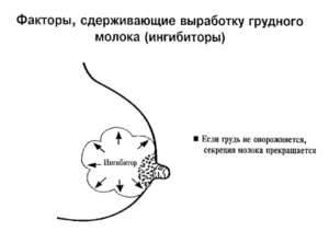 Почему пропадает молоко после родов