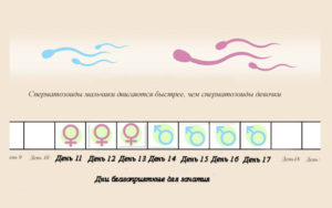 За сколько дней можно зачать ребенка до овуляции