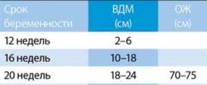 Ож беременности по неделям