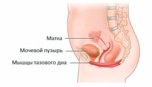 После родов мочевой пузырь слабый