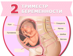 Как должен шевелиться ребенок на 26 неделе беременности