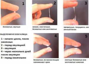 Выделения перед овуляцией прозрачные