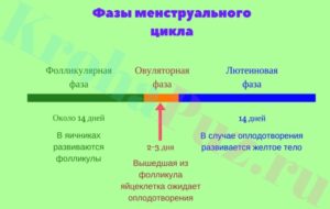 2 фазы менструационного цикла