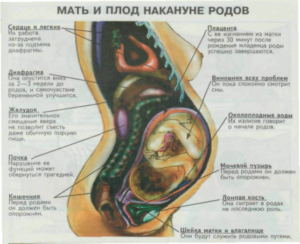 Какие признаки перед родами какие признаки перед родами