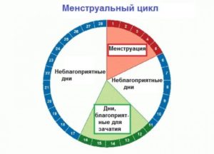 В какой день цикла