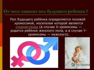 Кто из родителей отвечает за пол будущего ребенка