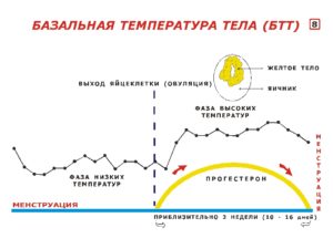 Температура тела после овуляции