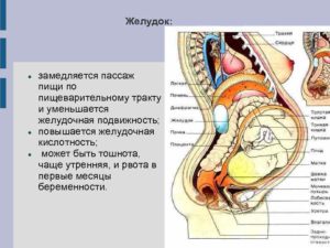 Изменения в жкт при беременности