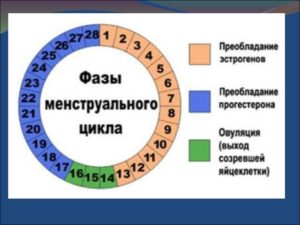 В овуляцию начались месячные