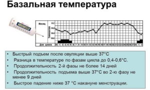 Температура после овуляции повышенная