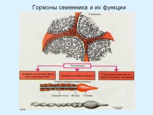 Семенники гормоны и функции