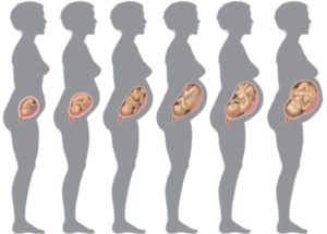 До скольки недель растет матка при беременности