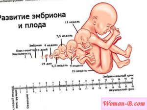 Эмбриональный и акушерский сроки беременности