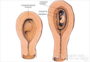 На какой неделе беременности прикрепляется плод к матке