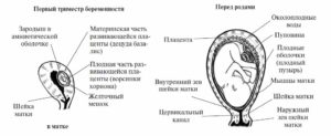 Слабая матка при беременности