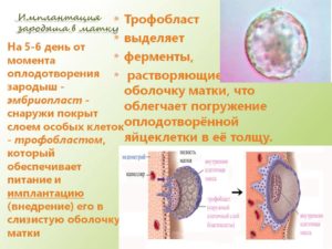 На какой день после оплодотворения происходит имплантация эмбриона