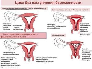 Оказалась беременна после месячных