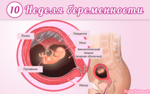 Развитие на 10 неделе беременности