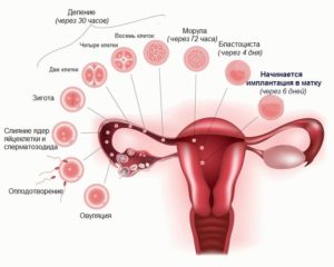На каком сроке беременности эмбрион прикрепляется к матке