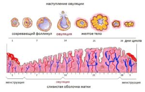 Наступление овуляции после месячных