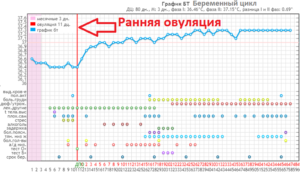 Овуляция ранняя и поздняя