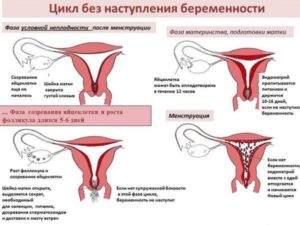 Почему не болит живот при месячных после родов