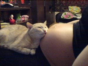 Чувствуют ли коты беременность хозяйки