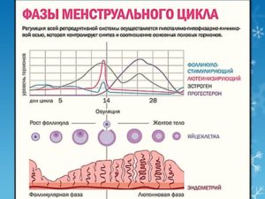 На какой день менструального цикла