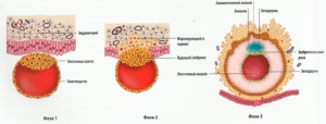 На какой день после оплодотворения происходит имплантация эмбриона