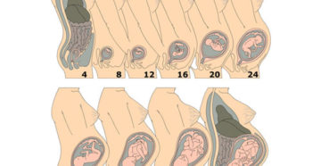 До скольки недель растет матка при беременности