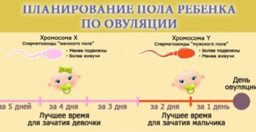 Определение пола по овуляции