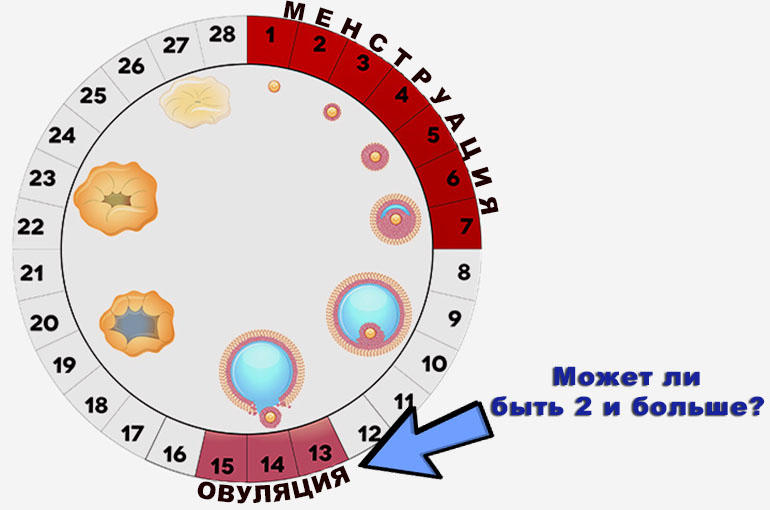 Может ли быть овуляция два раза за месяц