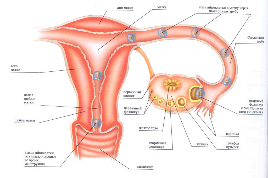 Путь яйцеклетки после овуляции