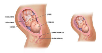 Беременность 32 неделя развитие