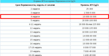 Хгч 4 неделя беременности