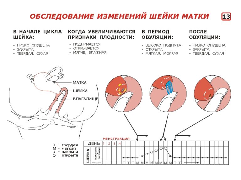 Тонус матки после овуляции