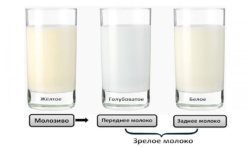 На какой день молоко перегорает