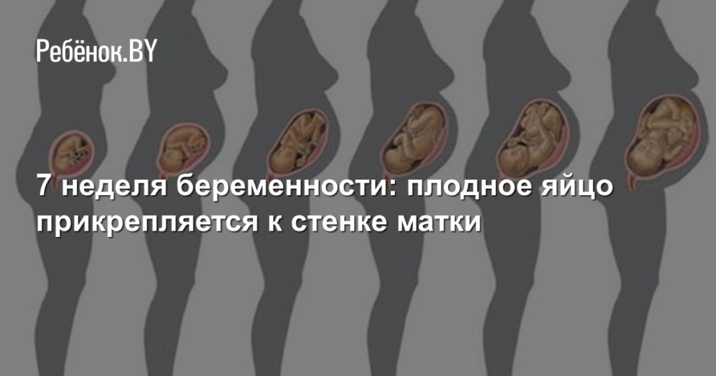 Когда плодное яйцо прикрепляется к стенке матки
