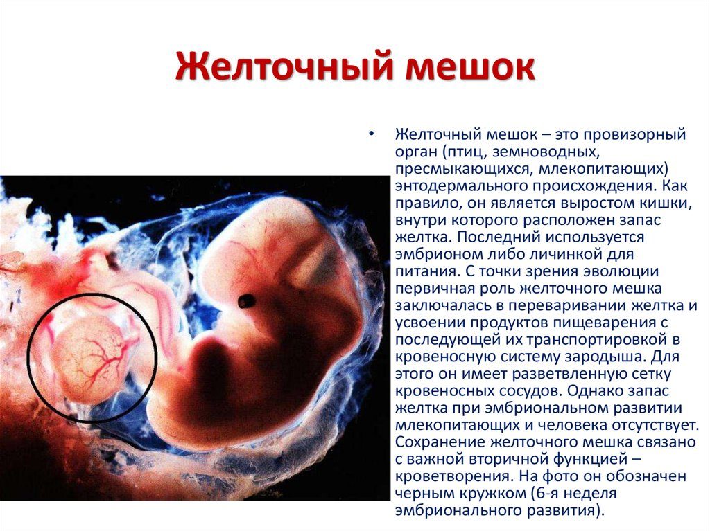 Не визуализируется желточный мешок на 5 неделе беременности