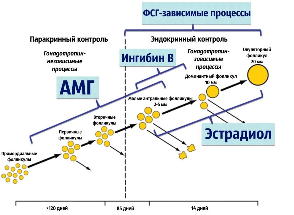 Антимюллеров гормон причины снижения